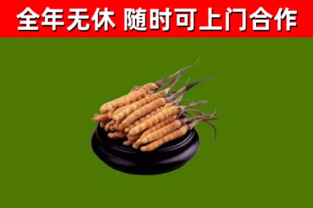 青川烟酒回收冬虫夏草.jpg